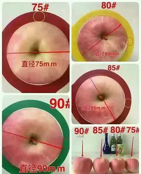 山东栖霞红富士苹果（自家果园）直径90mm 12个装